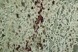 Polished Rainforest Jasper (Rhyolite) Slab - Australia #221951-1